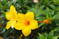Allamanda - Image 3