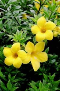 Allamanda - Image 2