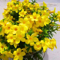 Allamanda