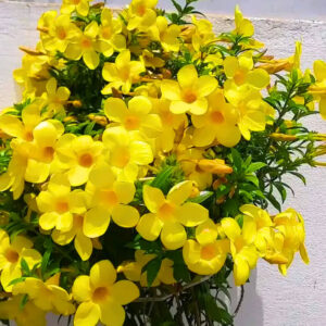 Allamanda