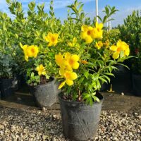 Allamanda - Image 4