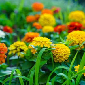 Summer Bloomers