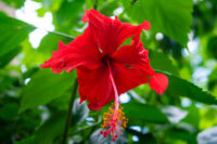 Hibiscus (Desi Kolkata) - Image 2