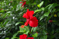 Hibiscus (Desi Kolkata) - Image 3