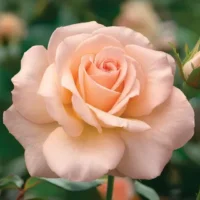 White Delight Rose - Image 2