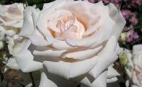 White Delight Rose - Image 4
