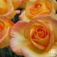 Golden Medal Rose - Image 3