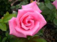 First Prize Rose