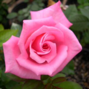 First Prize Rose