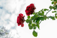 Don Juan (Climbing Red) - Image 3