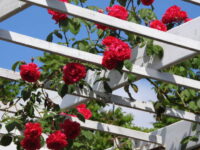 Don Juan (Climbing Red) - Image 4