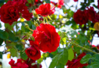 Don Juan (Climbing Red)