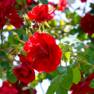 Don Juan (Climbing Red)