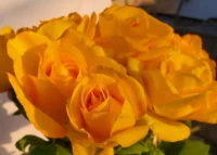 Golden Medal Rose