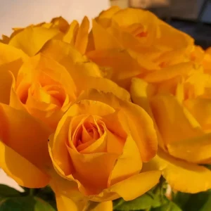 Golden Medal Rose