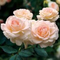 White Delight Rose - Image 3