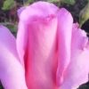 Eiffel Tower Rose