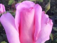 Eiffel Tower Rose - Image 2