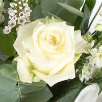 White Delight Rose