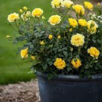 Mini Yellow Rose - Image 2