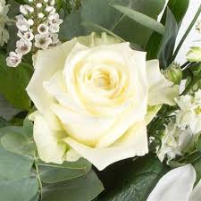 White Delight Rose