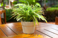 Spider Plant - Image 2
