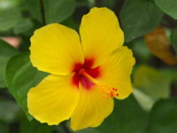 Hibiscus (Pune) - Image 4