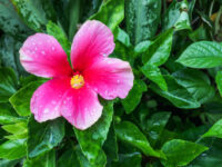 Hibiscus (Bangalore) - Image 2