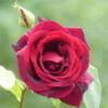 Kardinal Rose