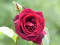 Kardinal Rose - Image 3