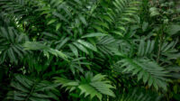 Bamboo Palm - Image 2