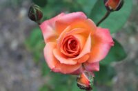Raktagandha Rose - Image 4