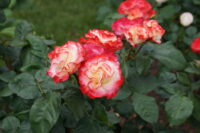 Cherry Parfait Rose - Image 3