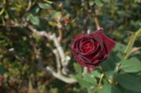 Black Baccara Rose - Image 3