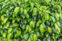 Ficus - Image 2