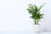 Areca Palm - Image 2