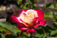 Double Delight - Image 2