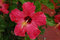 Hibiscus (Bangalore) - Image 4