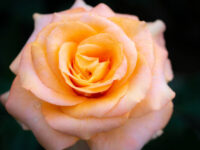 Apricot Nectar Rose - Image 3