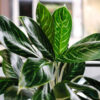 Chinese Evergreen