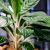 Chinese Evergreen