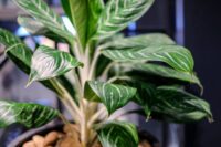 Chinese Evergreen - Image 3
