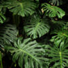 tropical monstera leaf texture, foliage nature green background Philodendron