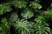Philodendron - Image 3