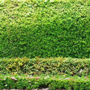 Hedge/Border Plants