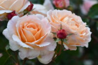 Apricot Nectar Rose - Image 4