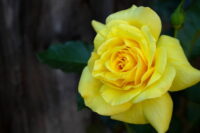 Friesia Rose