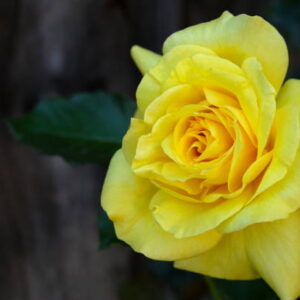 Friesia Rose