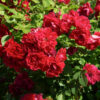 Trumpeter Rose