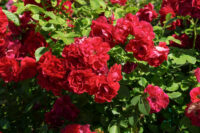 Trumpeter Rose - Image 4